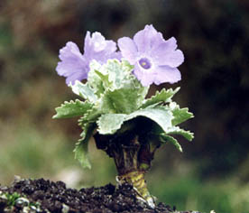 Primula marginata caerulea